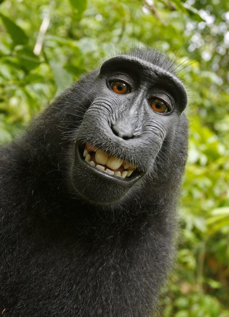 Naruto V Slater One Small Step For A Monkey One Giant Lawsuit For 